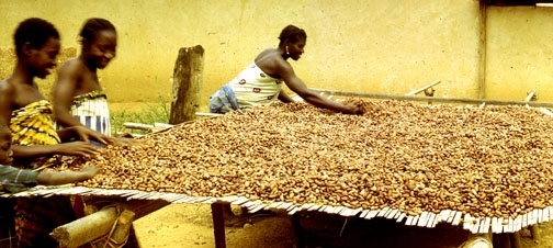 Granos de cacao secándose sobre una estera de hojas de palma