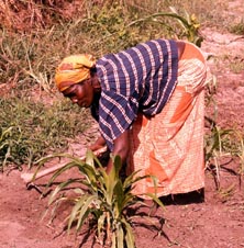 In the rain forest most farmers are women