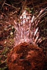 Vista de la raíz del árbol caído