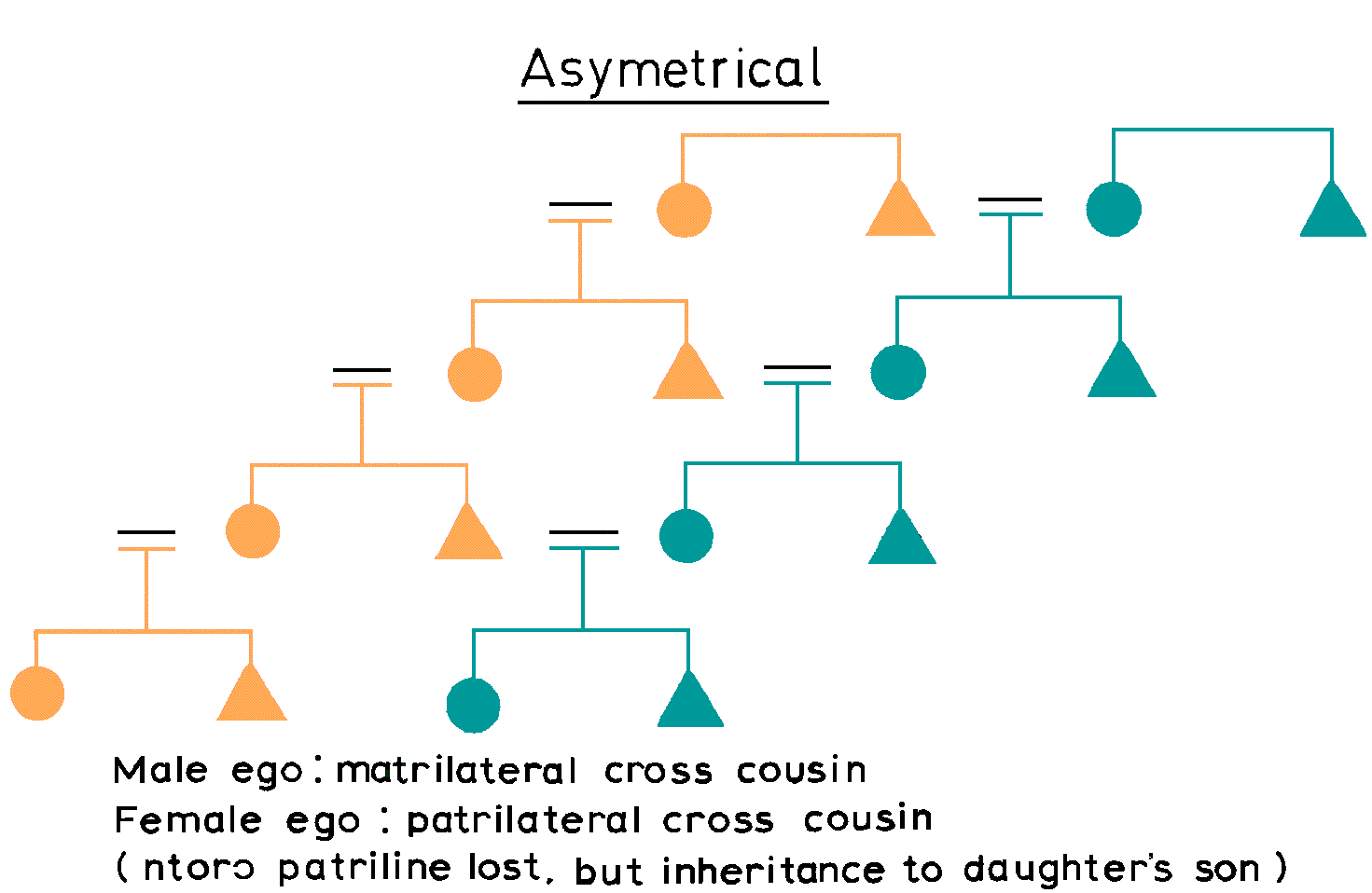 Asymetrical Cross Cousin Marriage