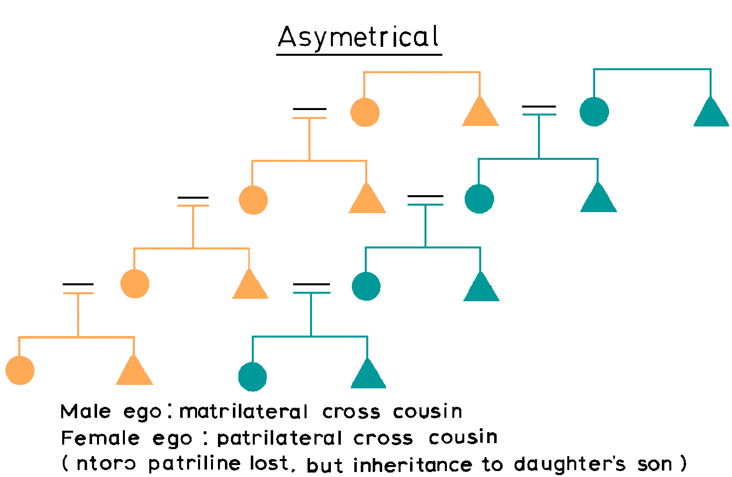 Asymetrical Cross Cousin Marriage