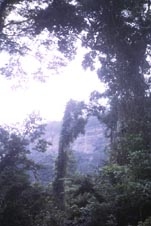 Grandes árboles del bosque tropical